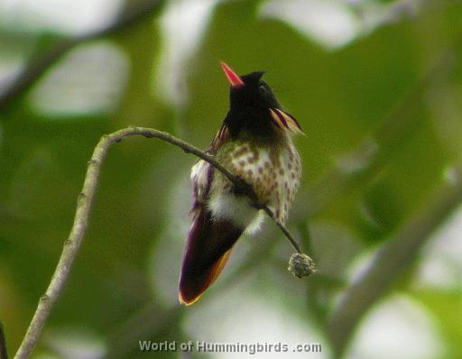 Hummingbird Garden Catalog: Black-Crested Coquette